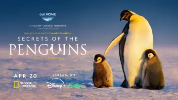 Backdrop for the TV series "Secrets of the Penguins" #1502014