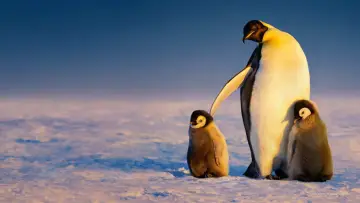 Backdrop for the TV series "Secrets of the Penguins" #1502015