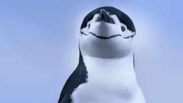 Backdrop for the TV series "Secrets of the Penguins" #1502016