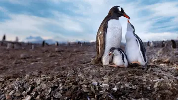 Backdrop for the TV series "Secrets of the Penguins" #1502017