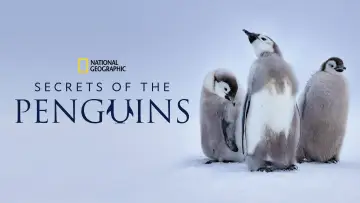 Backdrop for the TV series "Secrets of the Penguins" #1502018