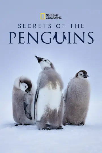 Poster for the TV series "Secrets of the Penguins" #1502033