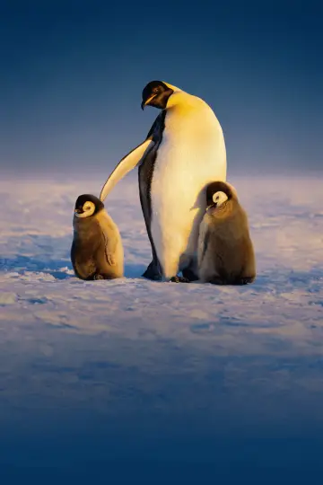 Poster for the TV series "Secrets of the Penguins" #1502035