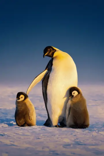 Poster for the TV series "Secrets of the Penguins" #1502036