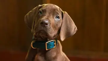 Backdrop for the TV series "Scooby-Doo: Origins" #1493403