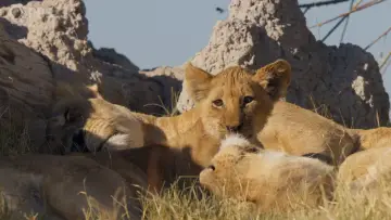 Backdrop for the TV series "Big Cats 24/7" #1491424