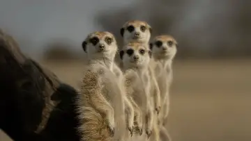 Backdrop for the TV series "The Secret Lives of Animals" #1490860