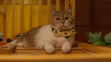 Backdrop for the TV series "Cat for Cash" #1486593