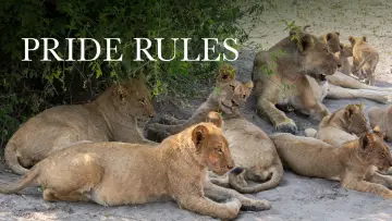 Backdrop for the TV series "Pride Rules" #1500748