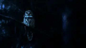 Backdrop for the TV series "Nightmares of Nature" #1497255
