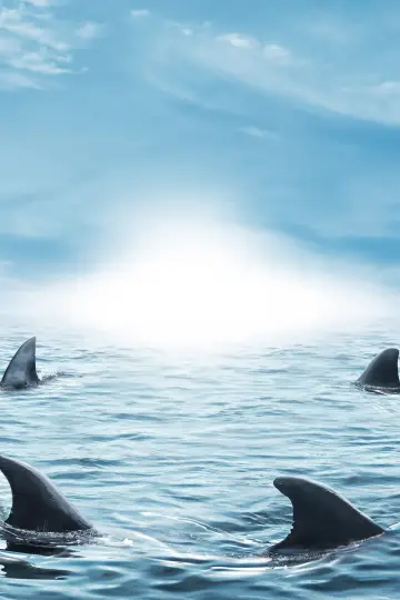 Poster for the TV series "Shark Tank" #1305261