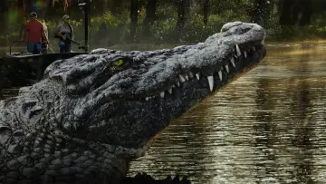 Backdrop for the TV series "Swamp People" #1435488