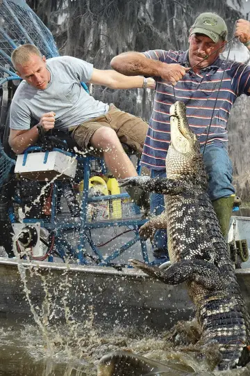 Poster for the TV series "Swamp People" #1435497