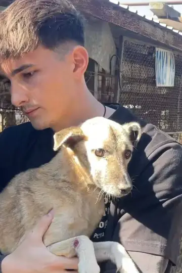Poster for the TV series "How to kill a puppy and get rich - Die Hunde Mafia" #1555671