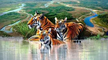 Backdrop for the TV series "Tiger Island" #1602698