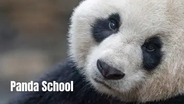 Backdrop for the TV series "Panda School" #1484007