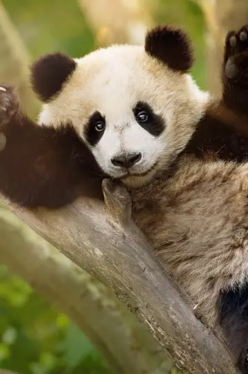 Poster for the TV series "Panda School" #1484009