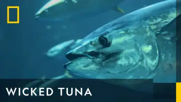 Backdrop for the TV series "Wicked Tuna" #1357120