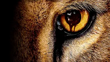 Backdrop for the TV series "Zoo" #1385926