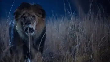 Backdrop for the TV series "Zoo" #1385933