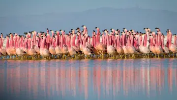 Backdrop for the TV series "Planet Earth II" #1427967