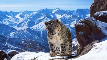 Backdrop for the TV series "Planet Earth II" #1427968