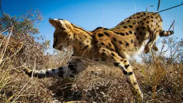 Backdrop for the TV series "Planet Earth II" #1427970