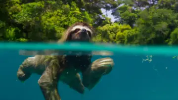 Backdrop for the TV series "Planet Earth II" #1427972