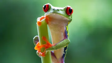 Backdrop for the TV series "Planet Earth II" #1427974