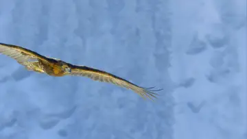 Backdrop for the TV series "Planet Earth II" #1427976