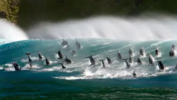 Backdrop к сериалу "Blue Planet II" #1454192