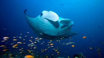 Backdrop к сериалу "Blue Planet II" #1454193