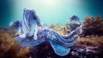Backdrop к сериалу "Blue Planet II" #1454195