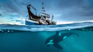 Backdrop к сериалу "Blue Planet II" #1454197