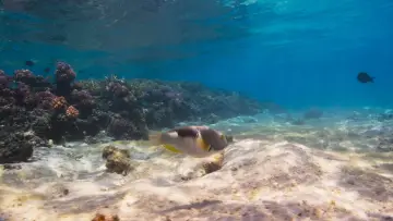 Backdrop к сериалу "Blue Planet II" #1454206