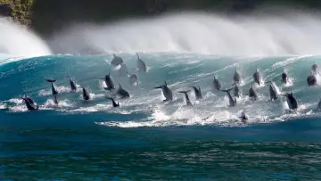 Backdrop к сериалу "Blue Planet II" #1454207
