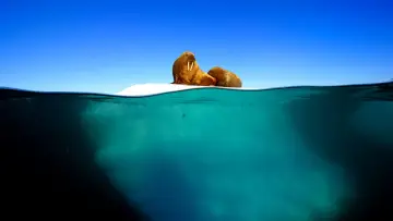 Backdrop к сериалу "Blue Planet II" #1454208
