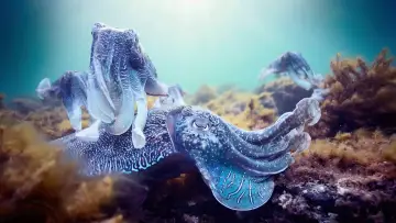 Backdrop к сериалу "Blue Planet II" #1454210