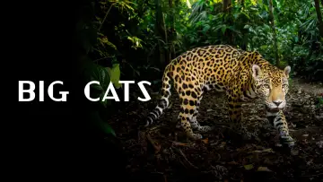 Backdrop for the TV series "Big Cats" #1604367