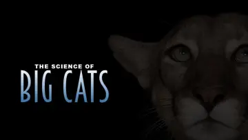 Backdrop for the TV series "Big Cats" #1604368