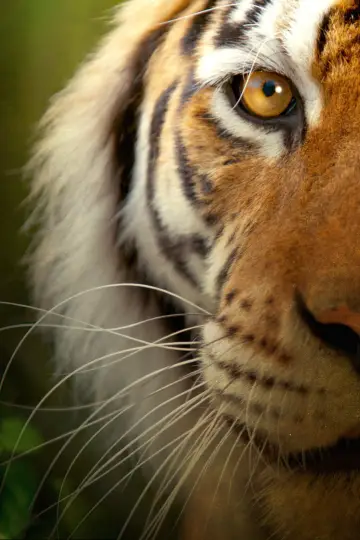 Poster for the TV series "Big Cats" #1604375