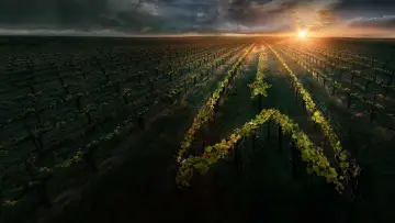 Backdrop for the TV series "Star Trek: Picard" #1319332
