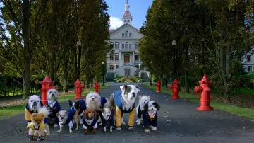 Backdrop for the TV series "Pup Academy" #1447052