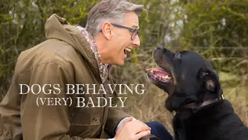 Backdrop for the TV series "Dogs Behaving (Very) Badly" #1512739